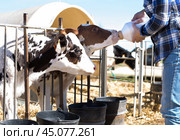 Woman care feeds two week old calf from bottle with dummy. Стоковое фото, фотограф Татьяна Яцевич / Фотобанк Лори