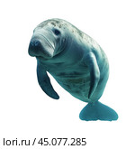 West indian manatee swimming in turquoise water on white background. Стоковое AI-изображение, AI-художник Иван Рябоконь / Фотобанк Лори