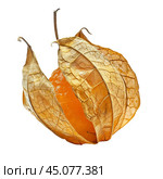 Ripe physalis fruit emerging from its papery husk. Стоковое AI-изображение, AI-художник Иван Рябоконь / Фотобанк Лори