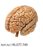 Real human brain isolated on white background showing cerebrum, brain stem, and cerebellum. Стоковое AI-изображение, AI-художник Иван Рябоконь / Фотобанк Лори