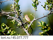 Соловей обыкновенный, или Восточный – Luscinia Luscinia (l., 1758) Стоковое фото, фотограф Галина Савина / Фотобанк Лори