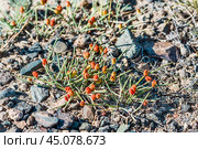 Эфедра двухколосковая (лат. Ephedra distachya L.) - засухоустойчивое растение с плодами в Чуйской степи горного Алтая. Стоковое фото, фотограф Евгений Мухортов / Фотобанк Лори