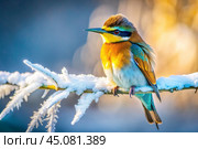 beautiful bright birds, finches sit on a frost-covered branch. Winter landscape with birds. Стоковое AI-изображение, AI-художник Оксана Медведева / Фотобанк Лори