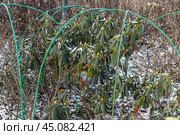Winter Protection for Garden, winter shelter for garden plants, shelter rhododendrons. Стоковое фото, фотограф Ольга Сейфутдинова / Фотобанк Лори