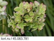 Beautiful flower of the paniculate hydrangea Metallica. Стоковое фото, фотограф Ольга Сейфутдинова / Фотобанк Лори