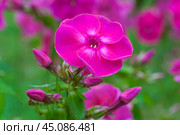 Close up view on a pink flower of phlox plant on a background of garden in blur (shallow depth of field) Стоковое фото, фотограф Михаил Строгалев / Фотобанк Лори