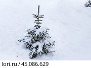 Snowy little fir tree. Стоковое фото, фотограф Лариса Гордеева / Фотобанк Лори