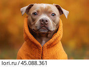 Pitbull dog in Halloween orange costume on orange background, concept of festive pet costume, celebration industry, dog lovers, copyspace. Стоковое AI-изображение, AI-художник Ирина Михайличенко / Фотобанк Лори