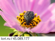 Citronella or oxythyrea on a pink flower. Стоковое фото, фотограф Корнеев Вячеслав / Фотобанк Лори