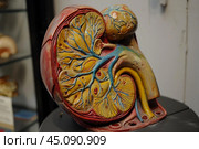Anatomical model of human kidney showing blood vessels and adrenal gland. Стоковое AI-изображение, AI-художник Иван Рябоконь / Фотобанк Лори