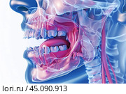 3d medical illustration showing human mouth anatomy with teeth, tongue and salivary glands. Стоковое AI-изображение, AI-художник Иван Рябоконь / Фотобанк Лори