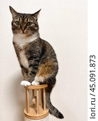 Beautiful domestic gray tabby cat sitting on vertical scratching post and looking at camera. Domestic cat portrait on light background. Pet care concept. Advertisement of cat products. Стоковое фото, фотограф Виктория Катьянова / Фотобанк Лори