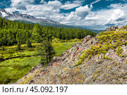 Куст Можжевельника на скальных выходах у реки Куркурек и озера Джангысколь в предгорье Северо-Чуйского хребта. Урочище Ештыкель, Кош-Агачский район горного Алтая. Стоковое фото, фотограф Евгений Мухортов / Фотобанк Лори