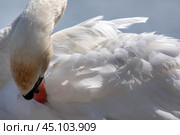 Лебедь-шипун (лат. Cygnus olor) чистит свои перья на водной глади озера в дикой природе (2024 год). Редакционное фото, фотограф Николай Винокуров / Фотобанк Лори