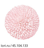 Close up view on a light pink Chrysanthemum flower, isolated on a white background. Стоковое фото, фотограф Михаил Строгалев / Фотобанк Лори