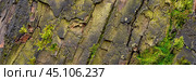 Embossed texture of linden bark. The trunk of an old tree, covered with moss. Surface with natural bark patterns. Natural wood background. Closeup side view. Стоковое фото, фотограф Андрей Степанов / Фотобанк Лори
