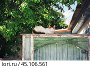 Киска на воротах ( на калитке сельского дома) Стоковое фото, фотограф Павел Просянов / Фотобанк Лори