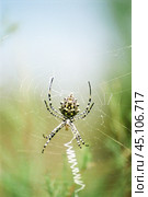 Паук ( Argiope lobata ) на паутине в Астраханской степи, в мае месяце, когда еще степь зеленая, и растительность не выгорела от палящего солнца. 2008 г. Стоковое фото, фотограф Павел Просянов / Фотобанк Лори