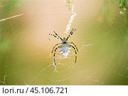 Паук ( Argiope lobata ) на паутине в Астраханской степи, в мае месяце, когда еще степь зеленая, и растительность не выгорела от палящего солнца. 2008 г. Стоковое фото, фотограф Павел Просянов / Фотобанк Лори