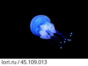 Tropical Jellyfish Phyllorhiza punctata white-spotted jellyfish underwater. Стоковое фото, фотограф Дмитрий Рухленко / Фотобанк Лори