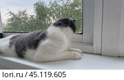 Cute white and grey cat lying on windowsill at home, basking in the sun, sunlit setting, concept of cozy pet care, veterinary, animal products, slow motion footage. Стоковое видео, видеограф Ирина Михайличенко / Фотобанк Лори