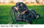 mongrel puppy gnaws a leather leash on a walk in the park. Стоковое фото, фотограф Артем Курутин / Фотобанк Лори