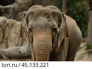 Portrait of asian elephant looking at camera. Стоковое AI-изображение, AI-художник Иван Рябоконь / Фотобанк Лори
