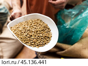 Fermented green coffee beans just before roasting. Arabica. Стоковое фото, фотограф EugeneSergeev / Фотобанк Лори