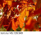 autumn abstract background of bright yellow and red leaves. Стоковое фото, фотограф Natalia Gdovskaia / Фотобанк Лори