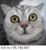 Surprised striped cat looks straight into camera, sniffs his nose. Portrait of a cat's head close-up, fisheye. Стоковое фото, фотограф Natalia Gdovskaia / Фотобанк Лори