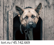 german shepherd on a chain in a wooden doghouse. Стоковое фото, фотограф Артем Курутин / Фотобанк Лори