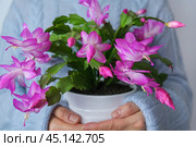 Woman holding in hands blooming Schlumbergera truncata also know as Thanksgiving cactus. Стоковое фото, фотограф Elena Grishina / Фотобанк Лори