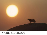 Абстракция "Силуэт коровы на закате" Стоковое фото, фотограф YuryKara / Фотобанк Лори
