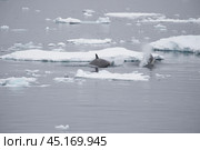 Killer Whale spy hopping in Antarctica. Стоковое фото, фотограф Vladimir / Фотобанк Лори