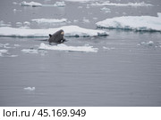 Killer Whale spy hopping in Antarctica. Стоковое фото, фотограф Vladimir / Фотобанк Лори