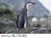 Solo Chinstrap Penguin on rock in Antarctica. Стоковое фото, фотограф Vladimir / Фотобанк Лори