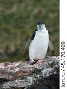 Solo Chinstrap Penguin on rock in Antarctica. Стоковое фото, фотограф Vladimir / Фотобанк Лори