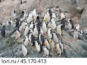 Chinstrap Penguins coming to the water. Стоковое фото, фотограф Vladimir / Фотобанк Лори