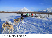 Катание на собачьих упряжках на Камчатке зимой (2021 год). Редакционное фото, фотограф Римма Тельнова / Фотобанк Лори