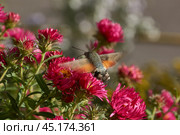 The hummingbird hawk-moth is a butterfly from the hawk moth family (Sphingidae). The hummingbird hawk-moth (Latin Macroglossum stellatarum) collects nectar from flowers. Autumn, October 2024. Стоковое фото, фотограф Андрей Жигальцов / Фотобанк Лори