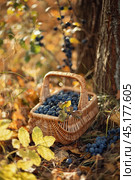 Photo of a basket with blackthorn berries. Стоковое фото, фотограф Elena Kosinova / Фотобанк Лори
