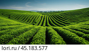 Vast green plantations on the slopes of gentle hills on a summer day. A desktop screensaver. Стоковое AI-изображение, AI-художник Ярославский Максим / Фотобанк Лори