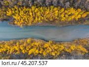 Осенняя аэрофотосъемка лесной реки. Вид сверху на русло реки и деревья с красочными желтыми кронами. Великолепный речной пейзаж. Река Ола, Магаданская область, Россия. Красивый природный фон. Стоковое фото, фотограф Андрей Степанов / Фотобанк Лори