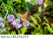 Brenthis daphne, the marbled fritillary butterfly female sitting on allium flower. Стоковое фото, фотограф Татьяна Терехина / Фотобанк Лори