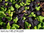 The sweet potato (Ipomoea batatas) leaves growing in Russia. Стоковое фото, фотограф Татьяна Терехина / Фотобанк Лори