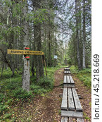 Tranquil wooden pathway to Kivakkakoski waterfall in Paanajarvi National Park in Karelia, surrounded by lush greenery. Стоковое фото, фотограф Александра Селина / Фотобанк Лори
