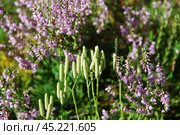 Club moss grows on the ground. Стоковое фото, фотограф Andrew_Swarga / Фотобанк Лори