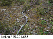 Long dry branch. Стоковое фото, фотограф Andrew_Swarga / Фотобанк Лори