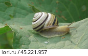 Улитка Австрийская цепея или Cepaea vindobonensis. Стоковое видео, видеограф Александр Мамонтов / Фотобанк Лори