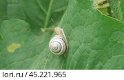 Улитка Австрийская цепея или Cepaea vindobonensis. Стоковое видео, видеограф Александр Мамонтов / Фотобанк Лори